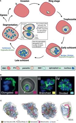 Apicoplast Dynamics During Plasmodium Cell Cycle